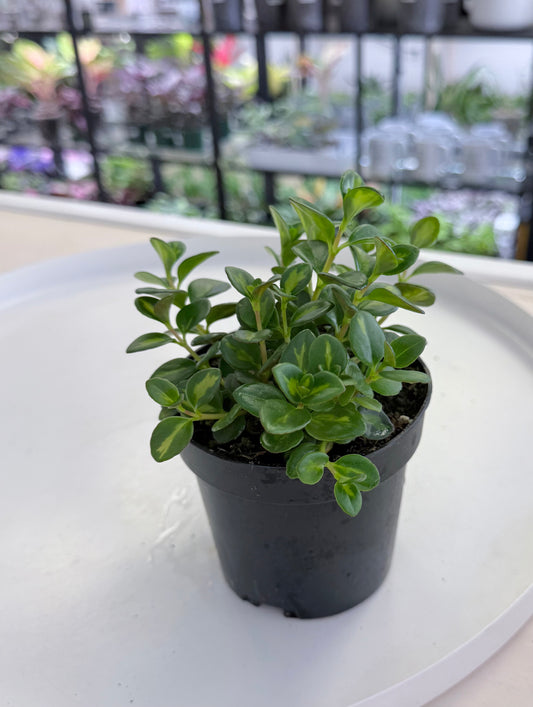 Goldfish Plant | Nematanthus gregarius Variegated 4”