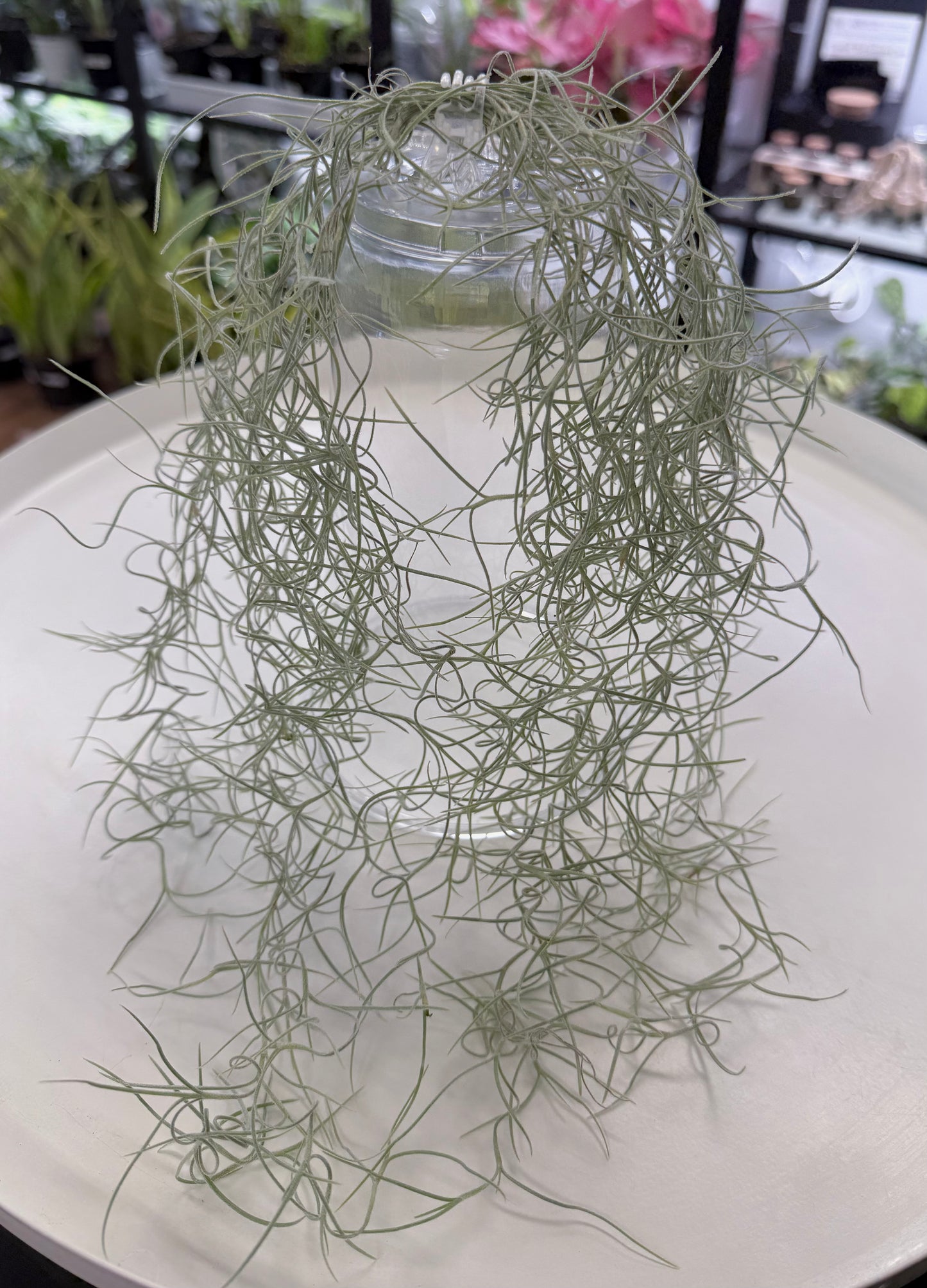 Spanish Moss | Tillandsia usneoides
