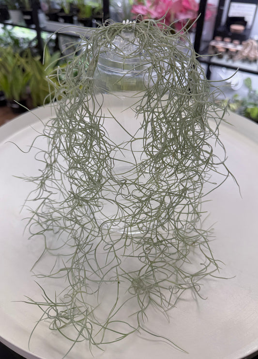 Spanish Moss | Tillandsia usneoides