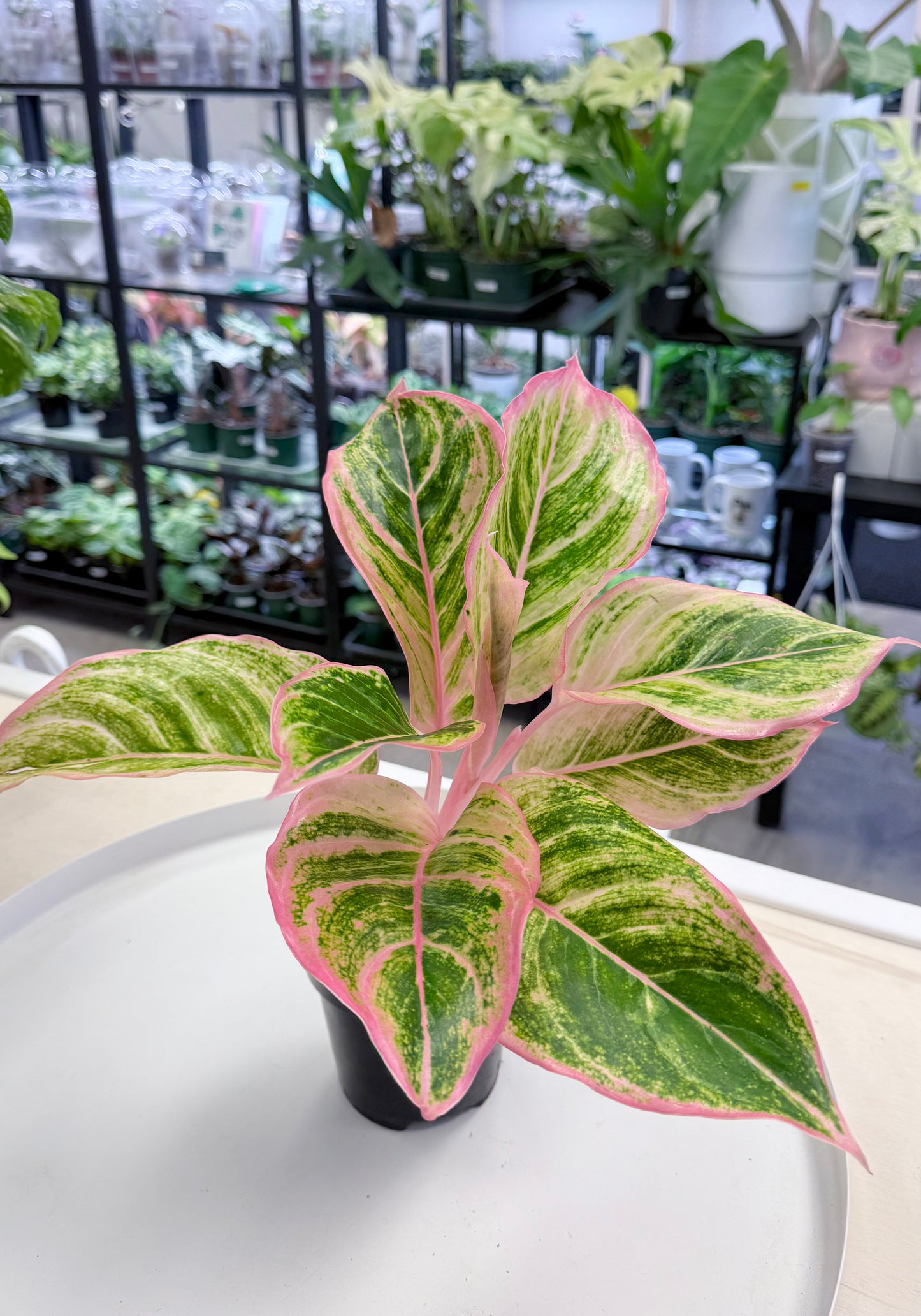 Aglaonema 'Pinky Pie'
