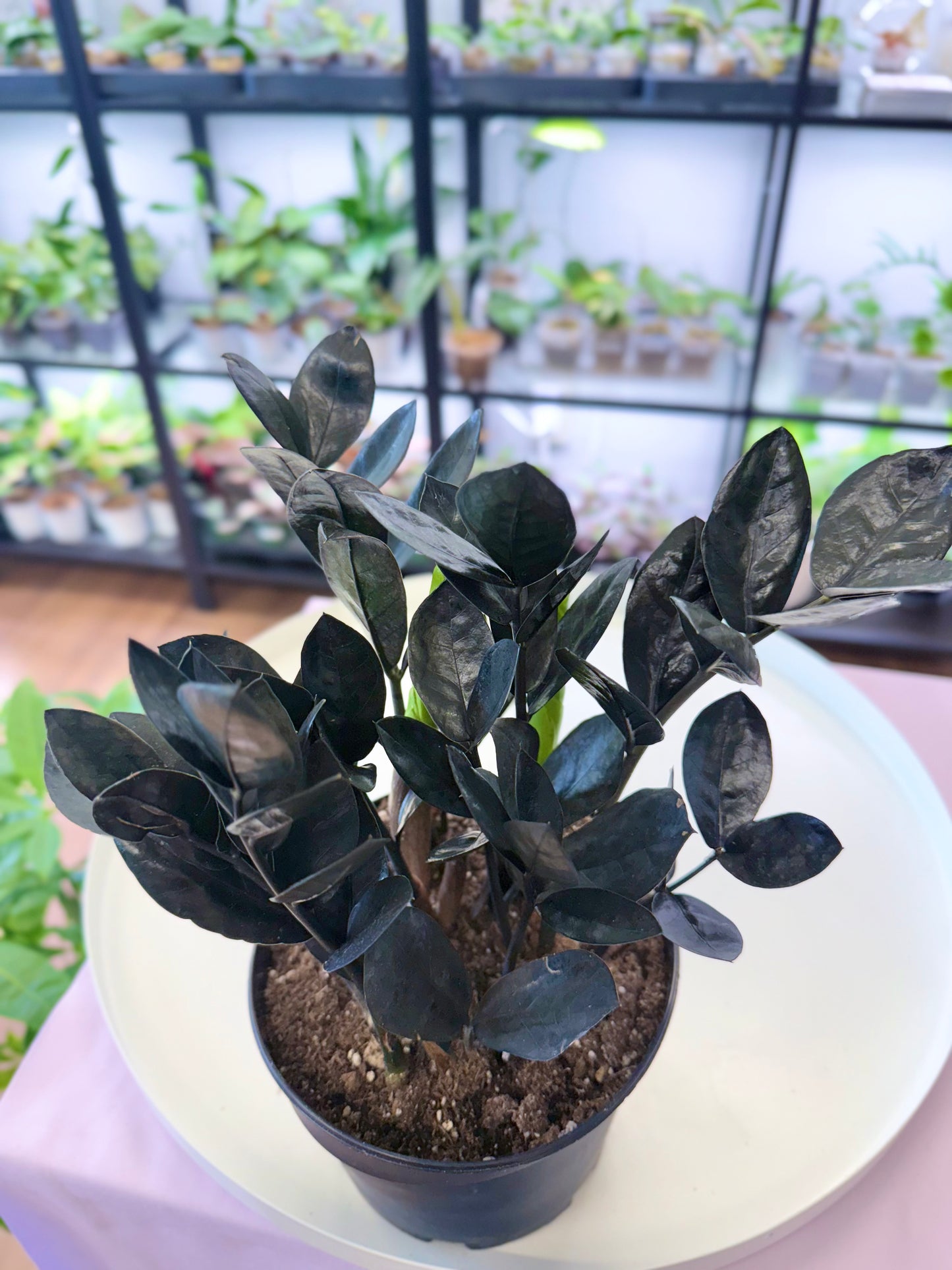 Raven ZZ | Zamioculcas zamiifolia 'Raven' 6”