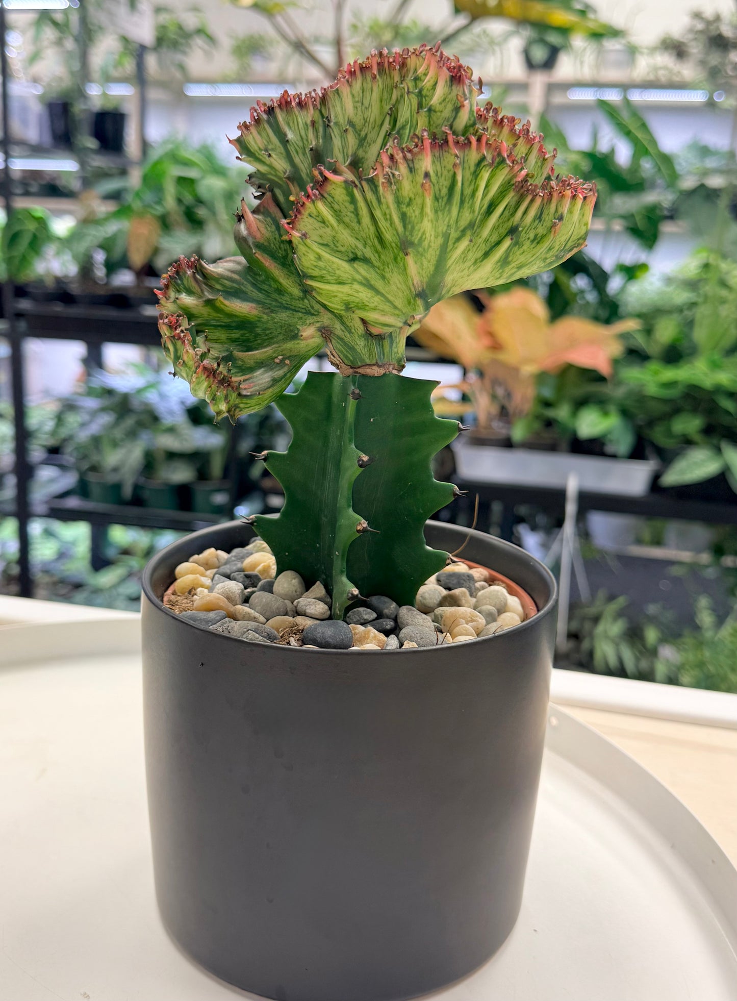 Euphorbia lactea cristata | Grafted | Ceramic 6”