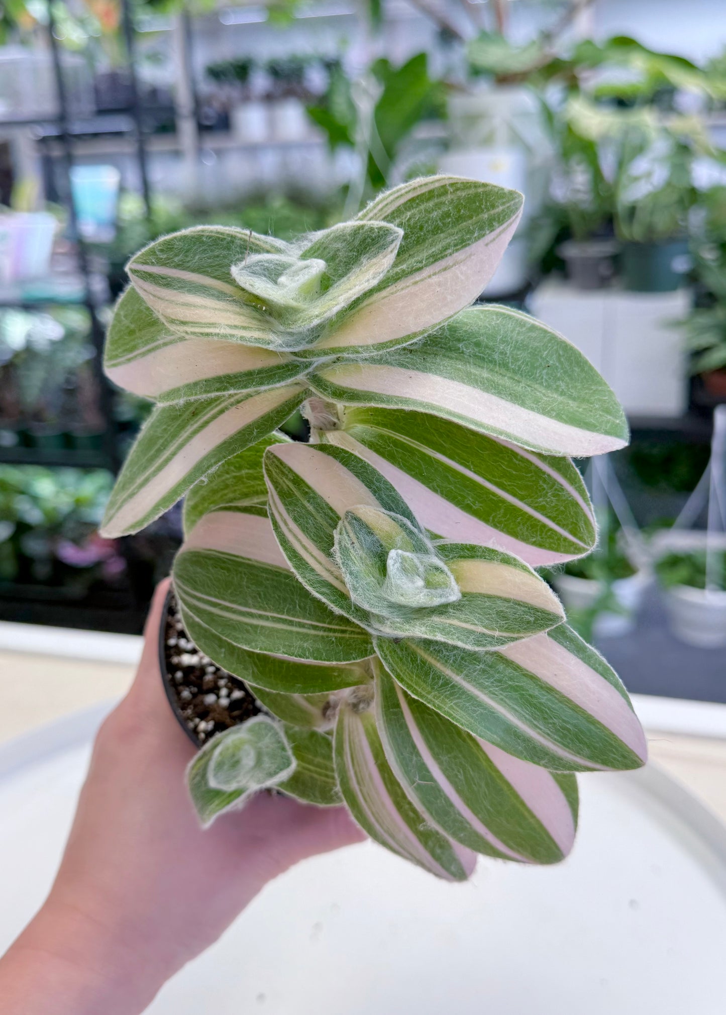 Tradescantia sillamontana Variegated 4”