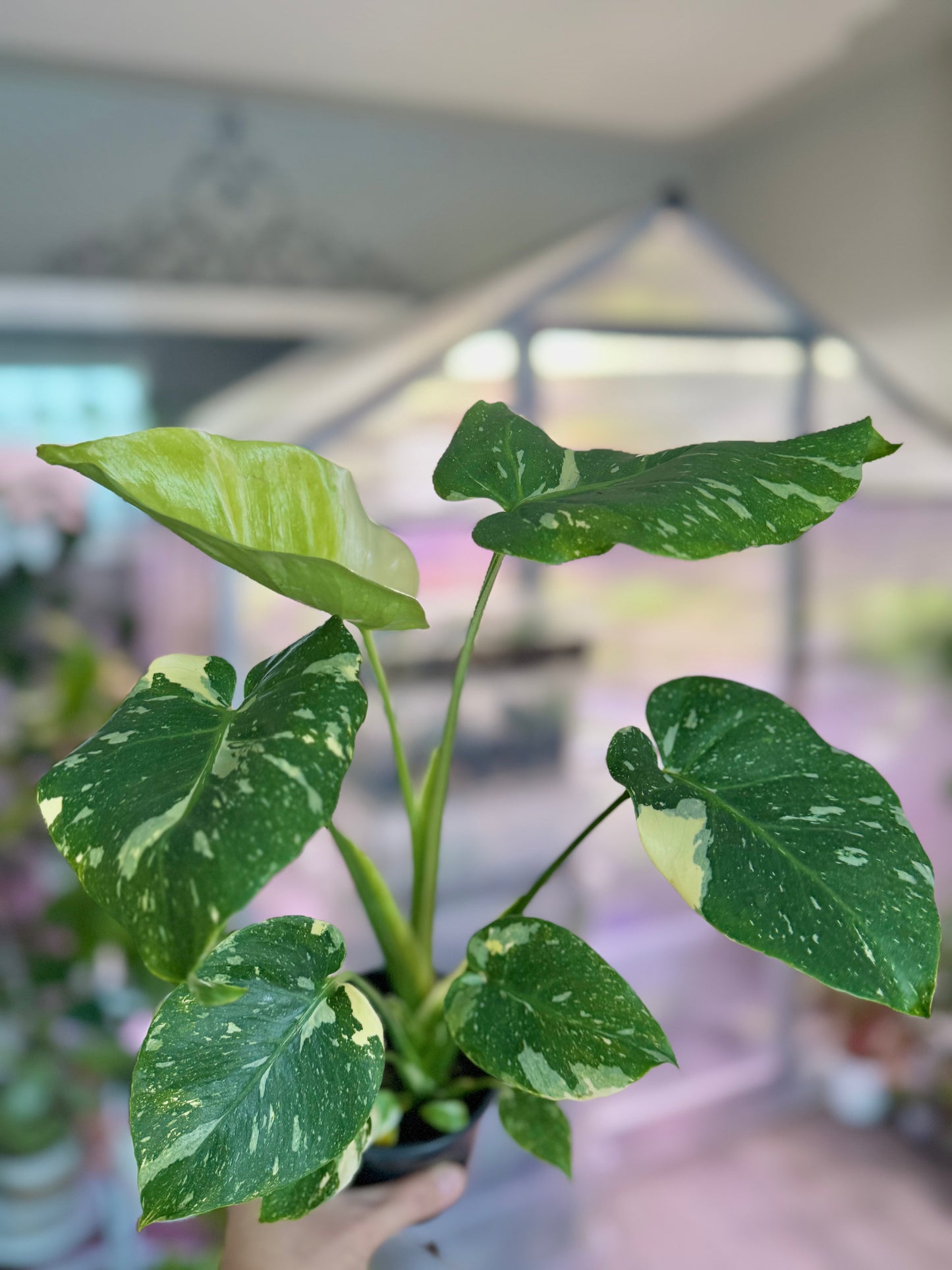 Monstera ‘Thai constellation’