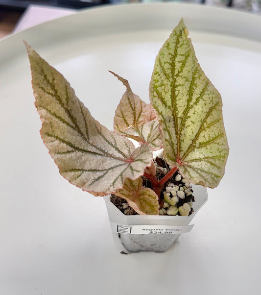 Begonia ‘Don Miller’ | ‘Frosty’