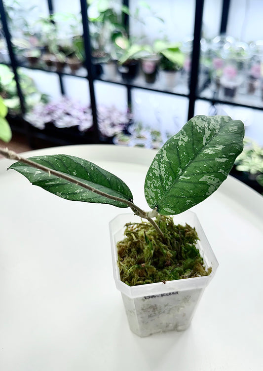 Hoya sp. Bengkulu (Splash)