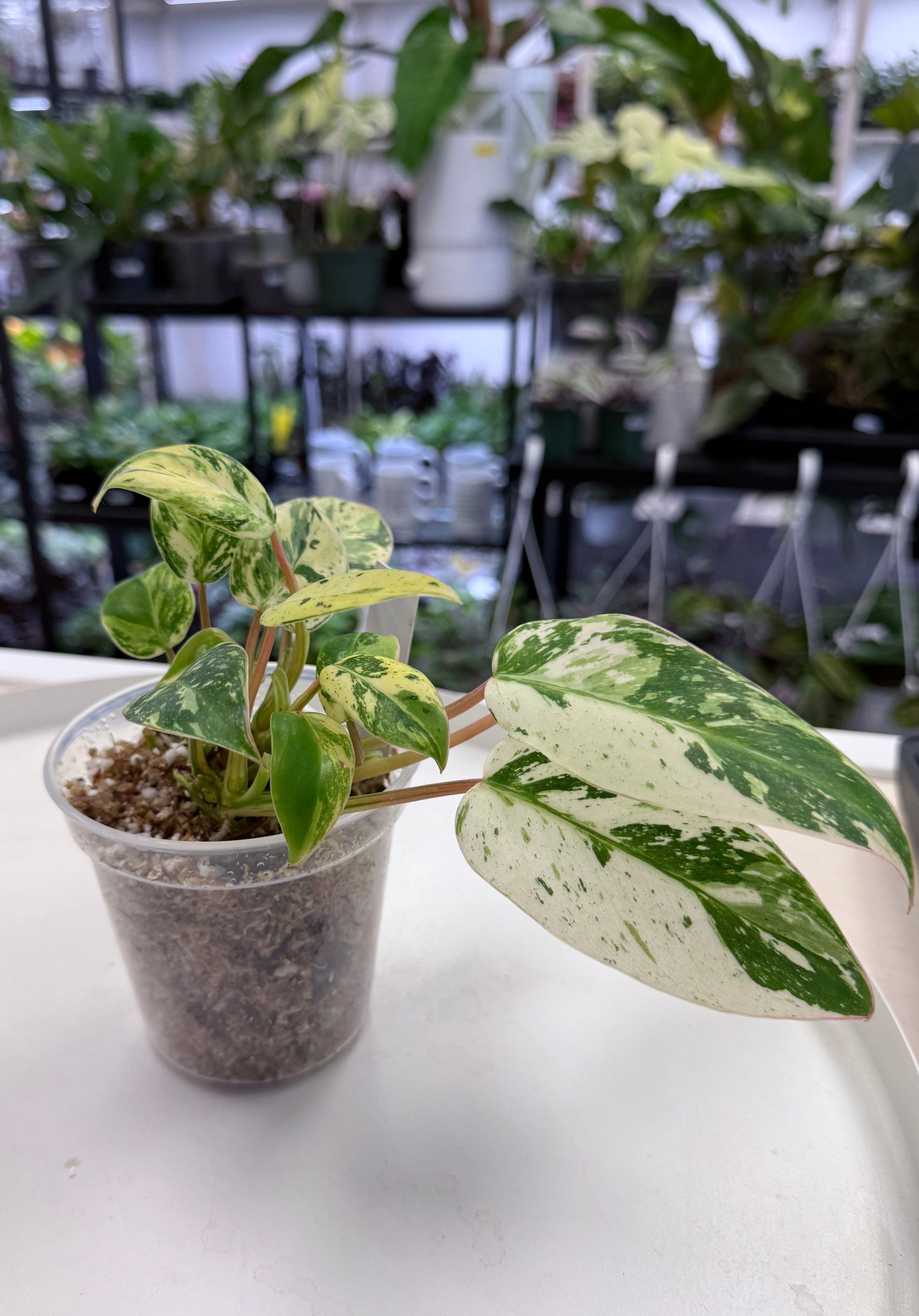 Philodendron ‘Emerald King’
Variegated