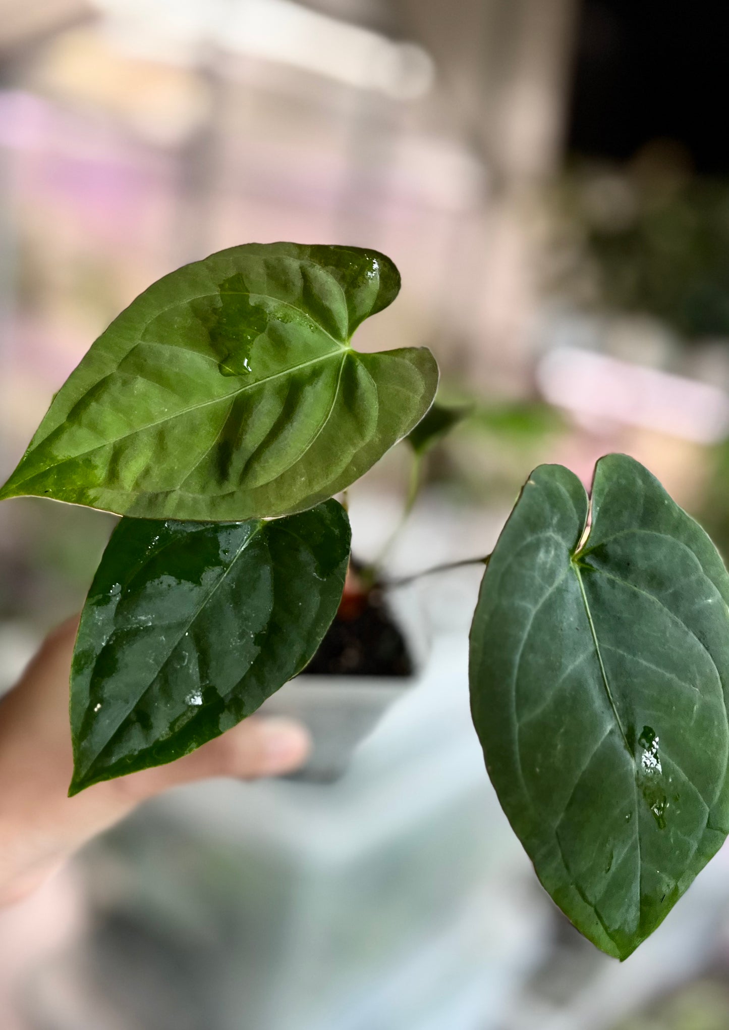 Anthurium ‘Neon Noir’ x papillilaminum by Planta Verde