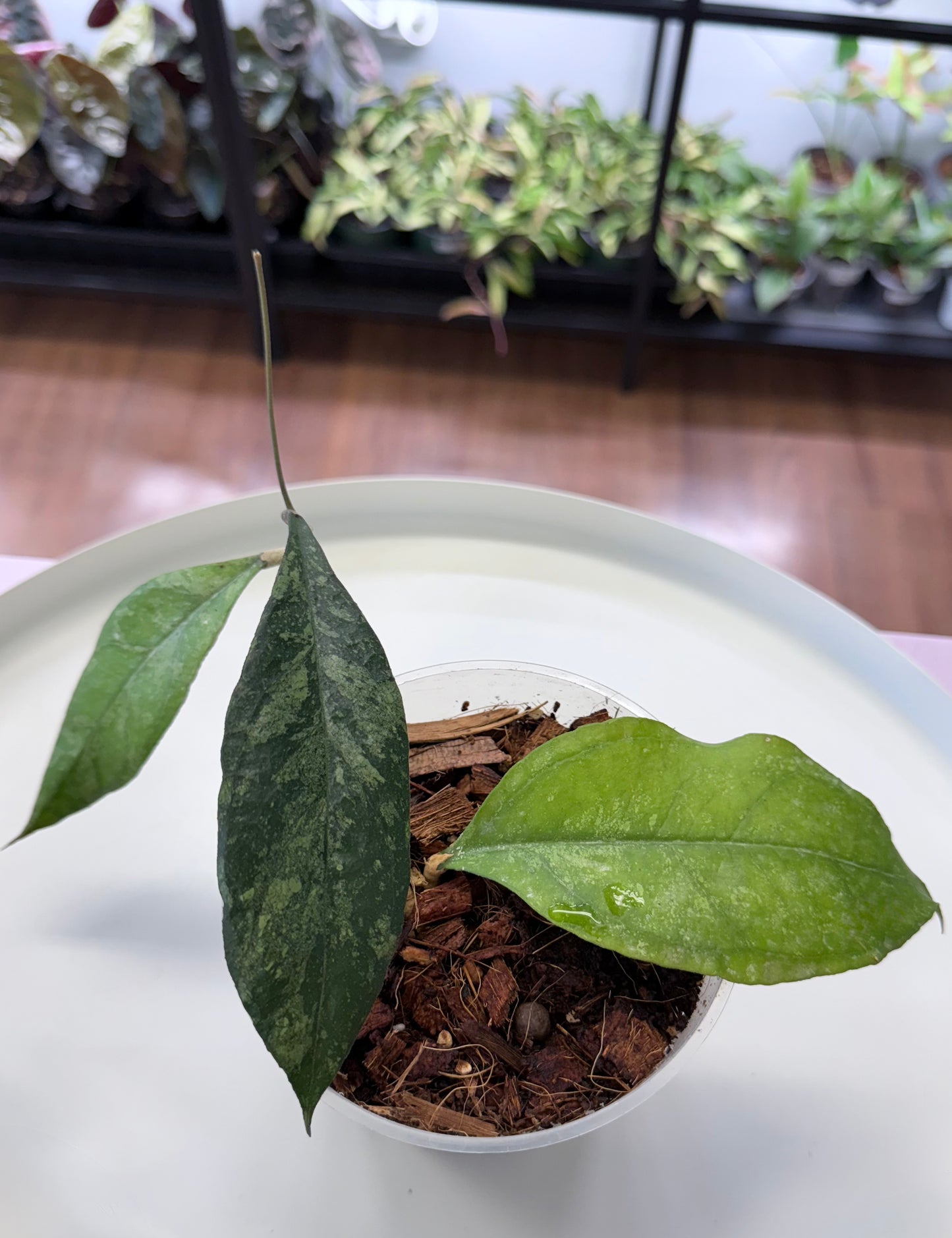 Hoya 'Chicken Farm' 4.5”