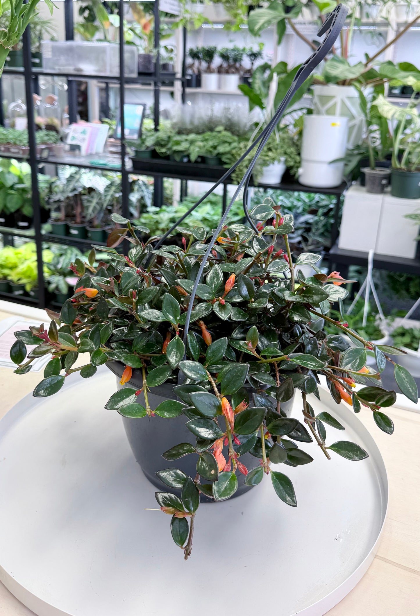 Goldfish Plant Shady Lady “Heidi” | Nematanthus ‘Heidi’