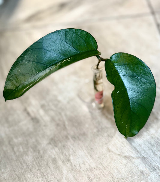 Hoya sp. ‘Tam Dao’