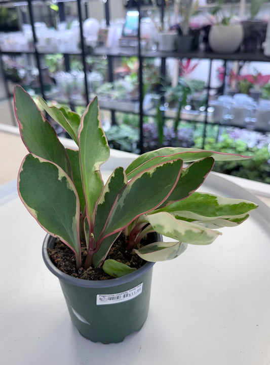 Peperomia clusiifolia 'Ginny' Pink 4”