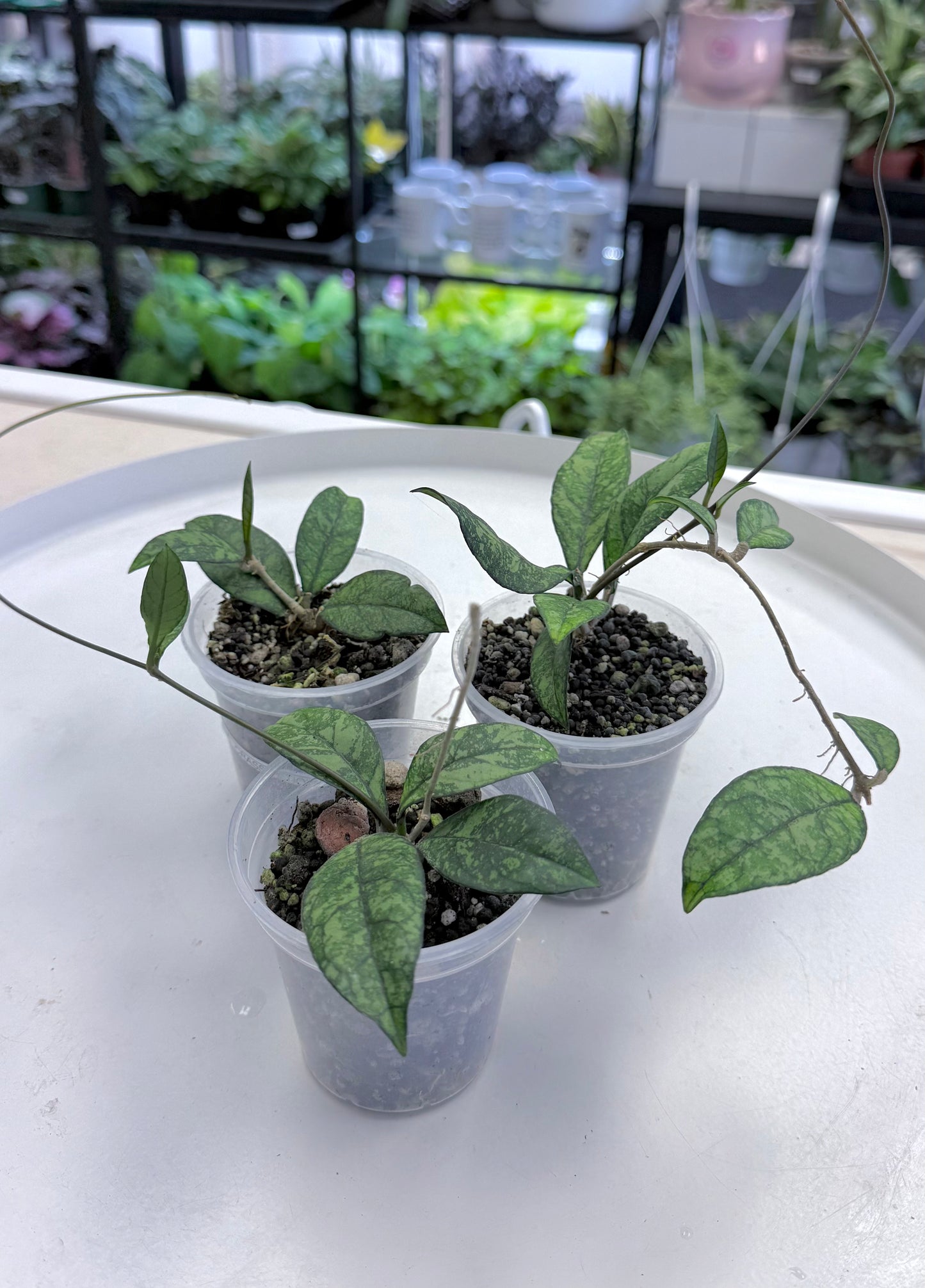 Hoya crassipetiolata (Splash)