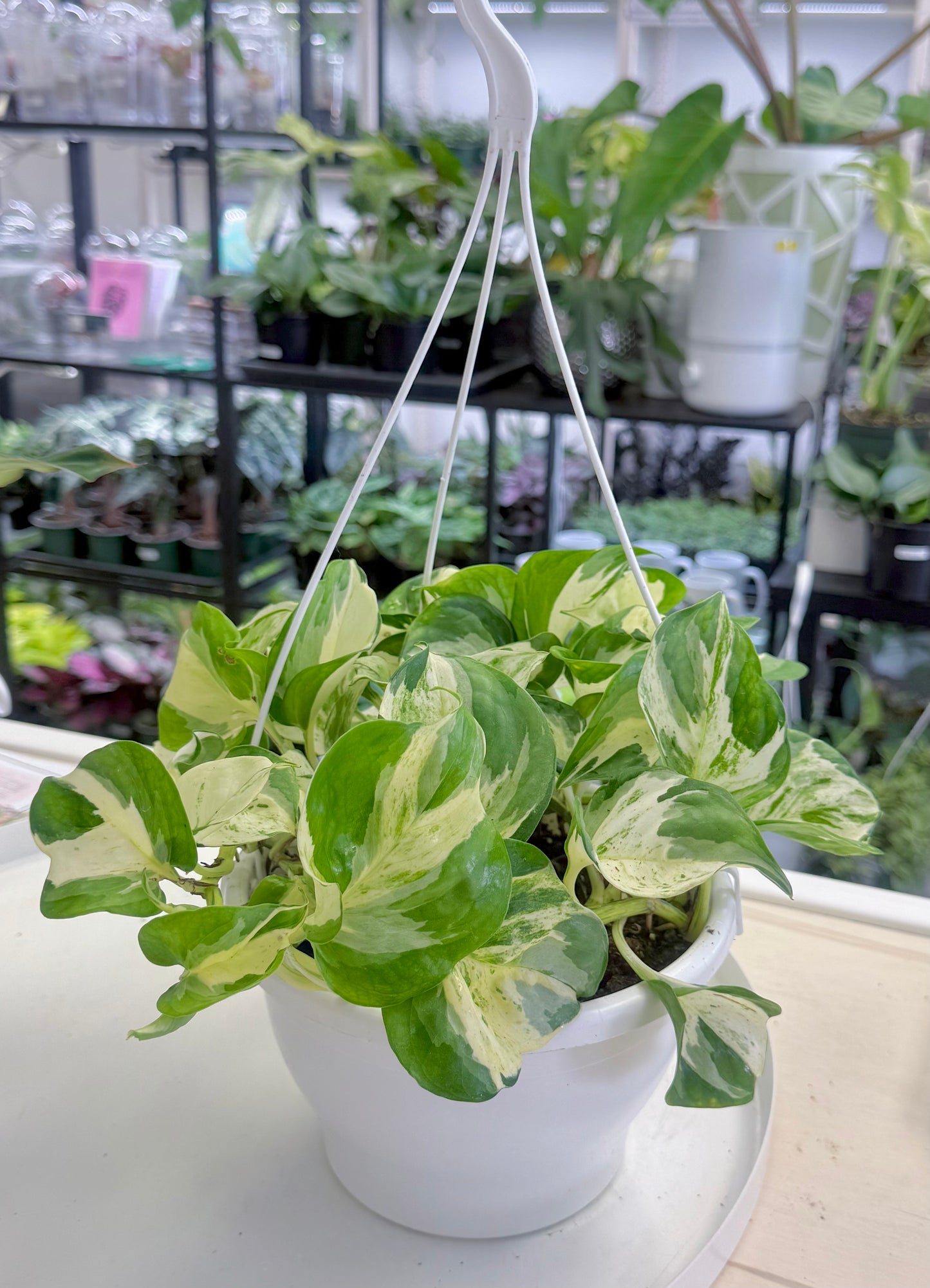 Epipremnum aureum 'Manjula' 4”