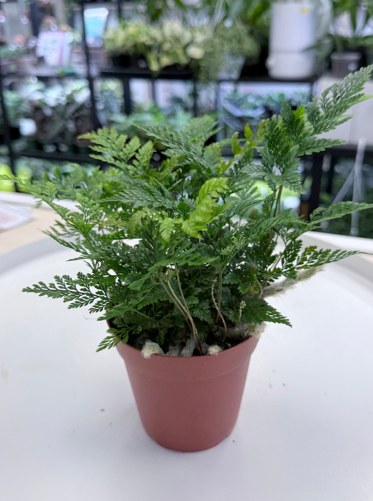 Davallia fejeensis | Rabbit’s Foot Fern