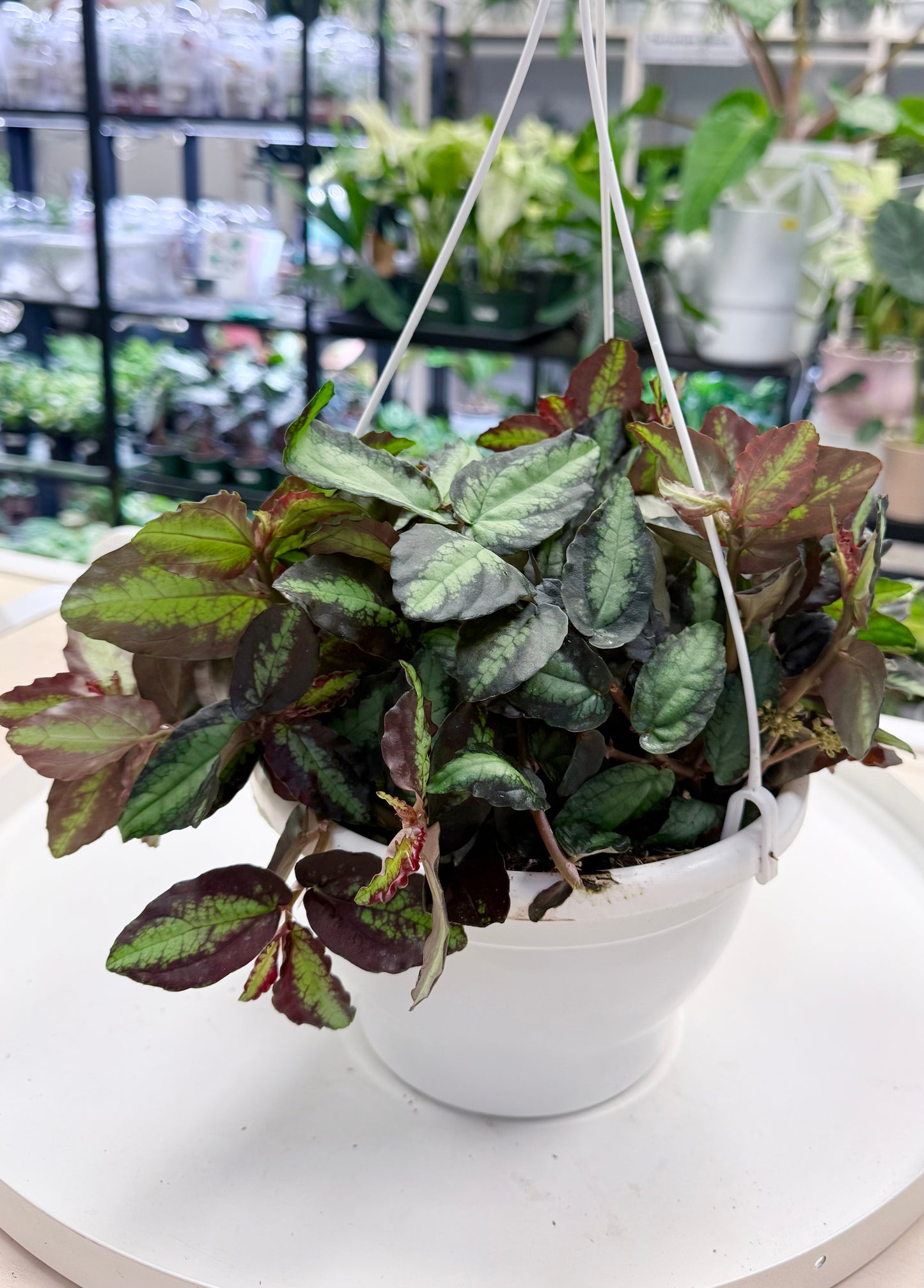 Pellionia repens 8” HB No Ship