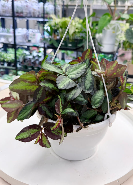 Pellionia repens 8” HB No Ship