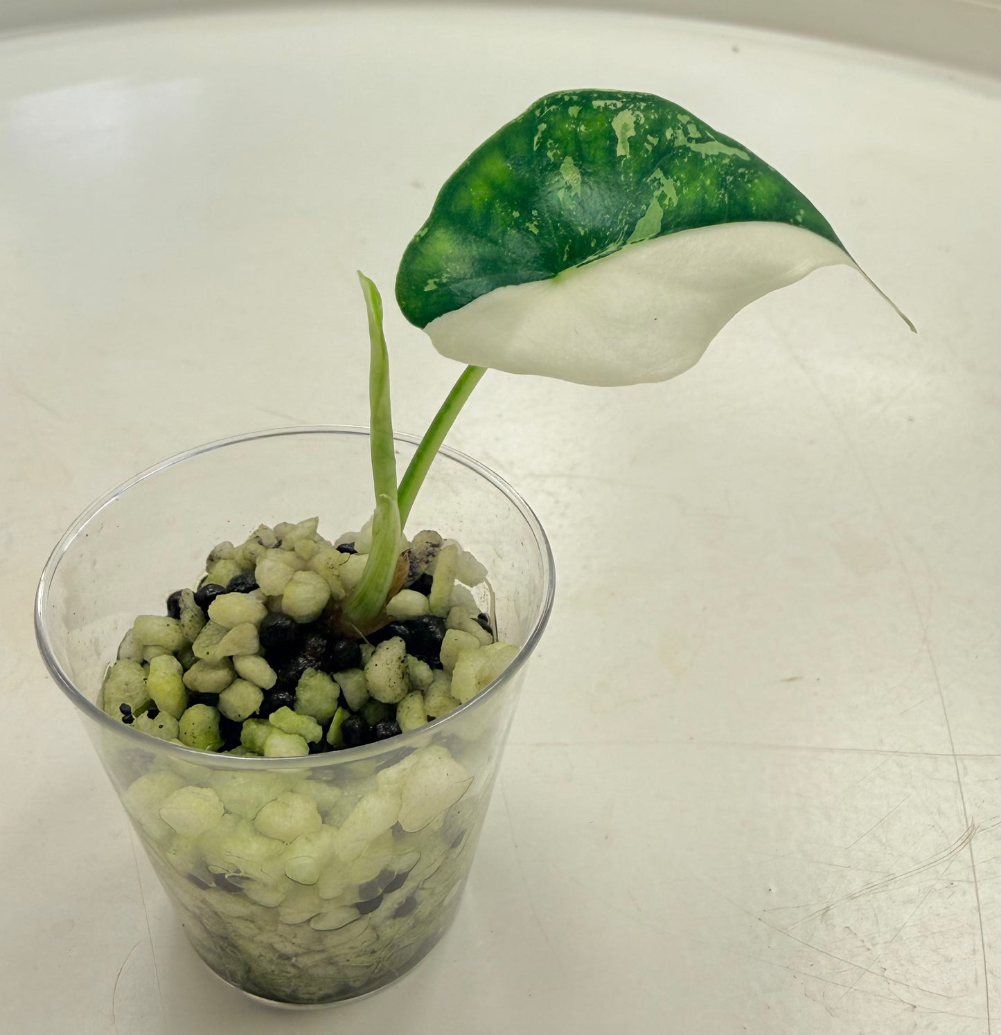 Starter Plant | Alocasia 'Simpo' Albo