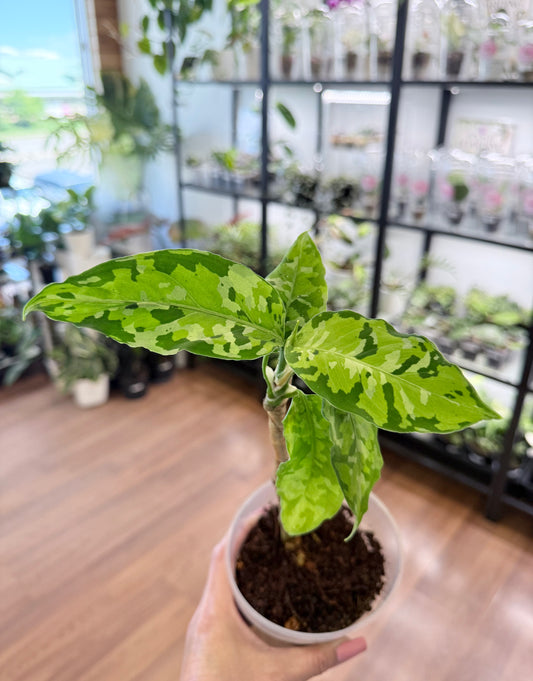 Aglaonema pictum Tricolor