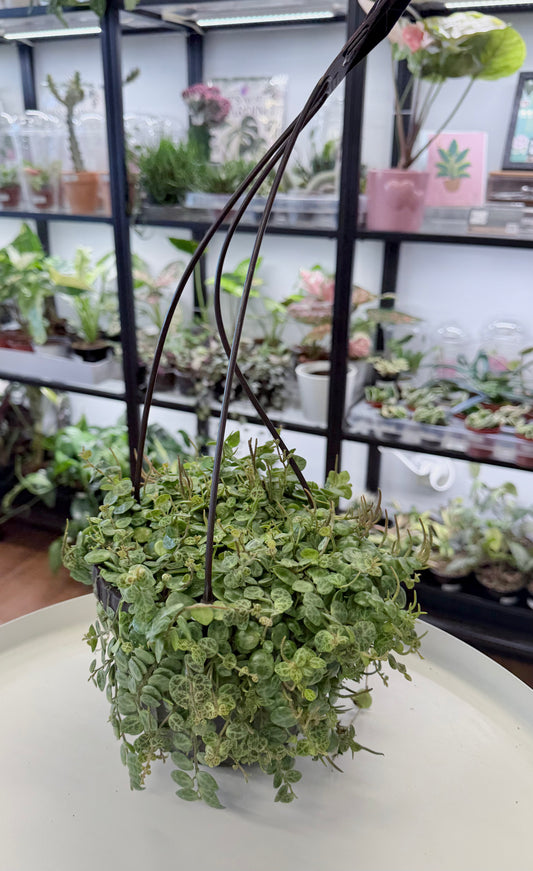 String of Turtles 6” Hanging Basket