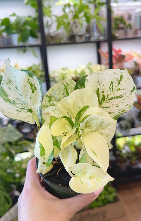 Epipremnum aureum 'Manjula'