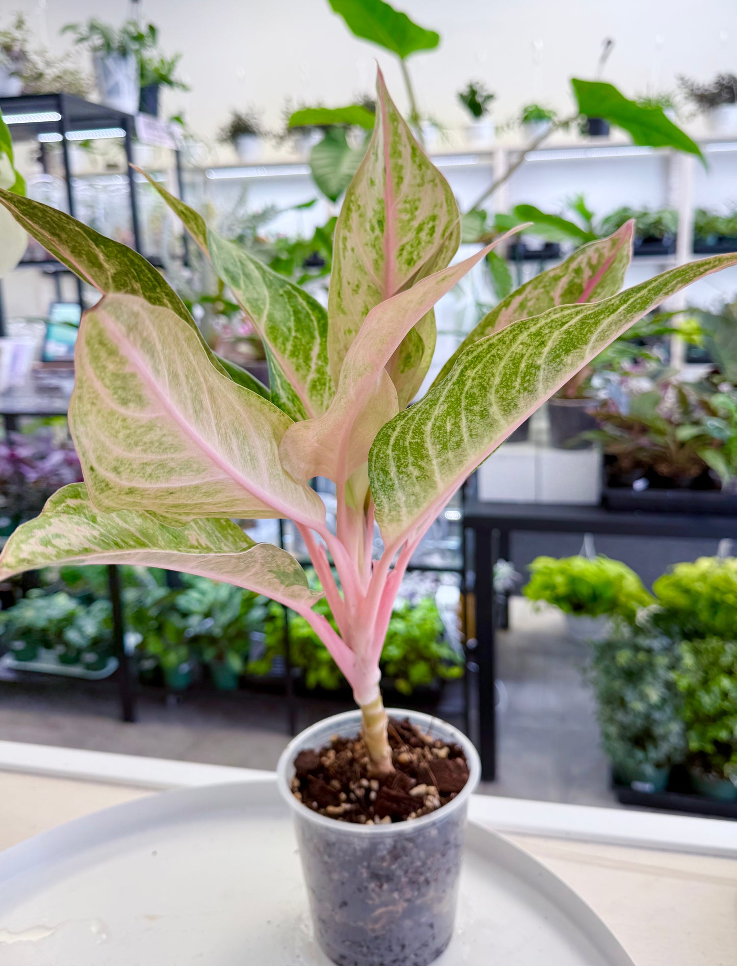 Aglaonema ‘Aladdin’