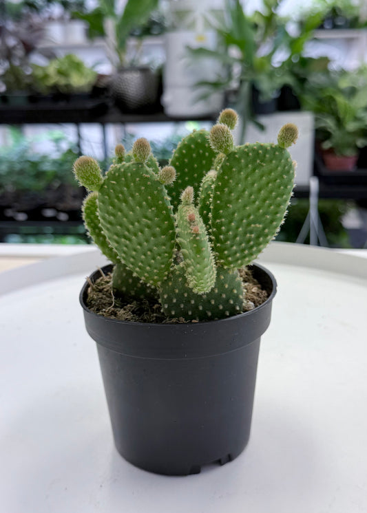 Opuntia microdasys “Bunny Ears” Cactus 4”