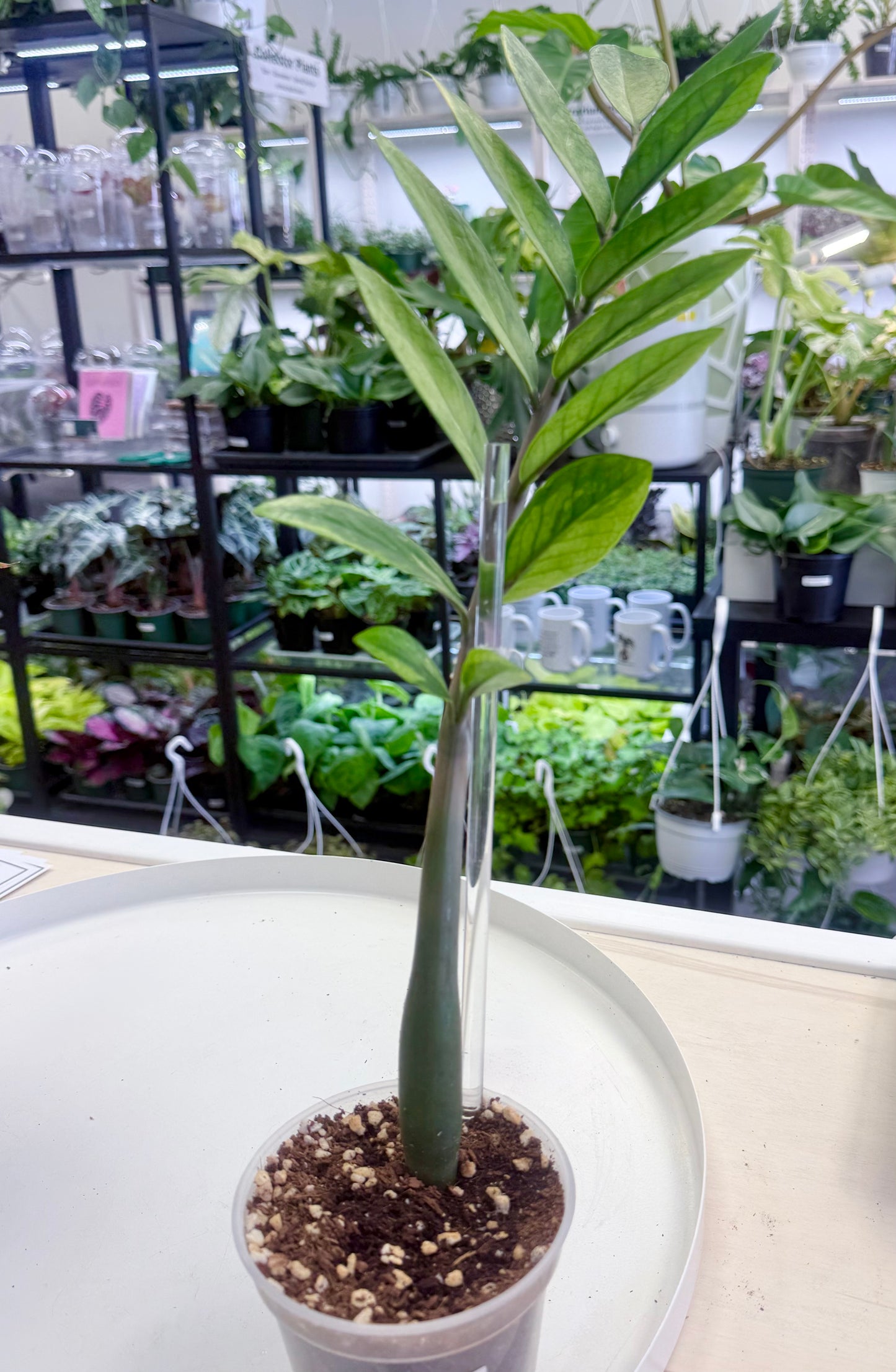 ZZ / Zamioculcas zamiifolia Variegated