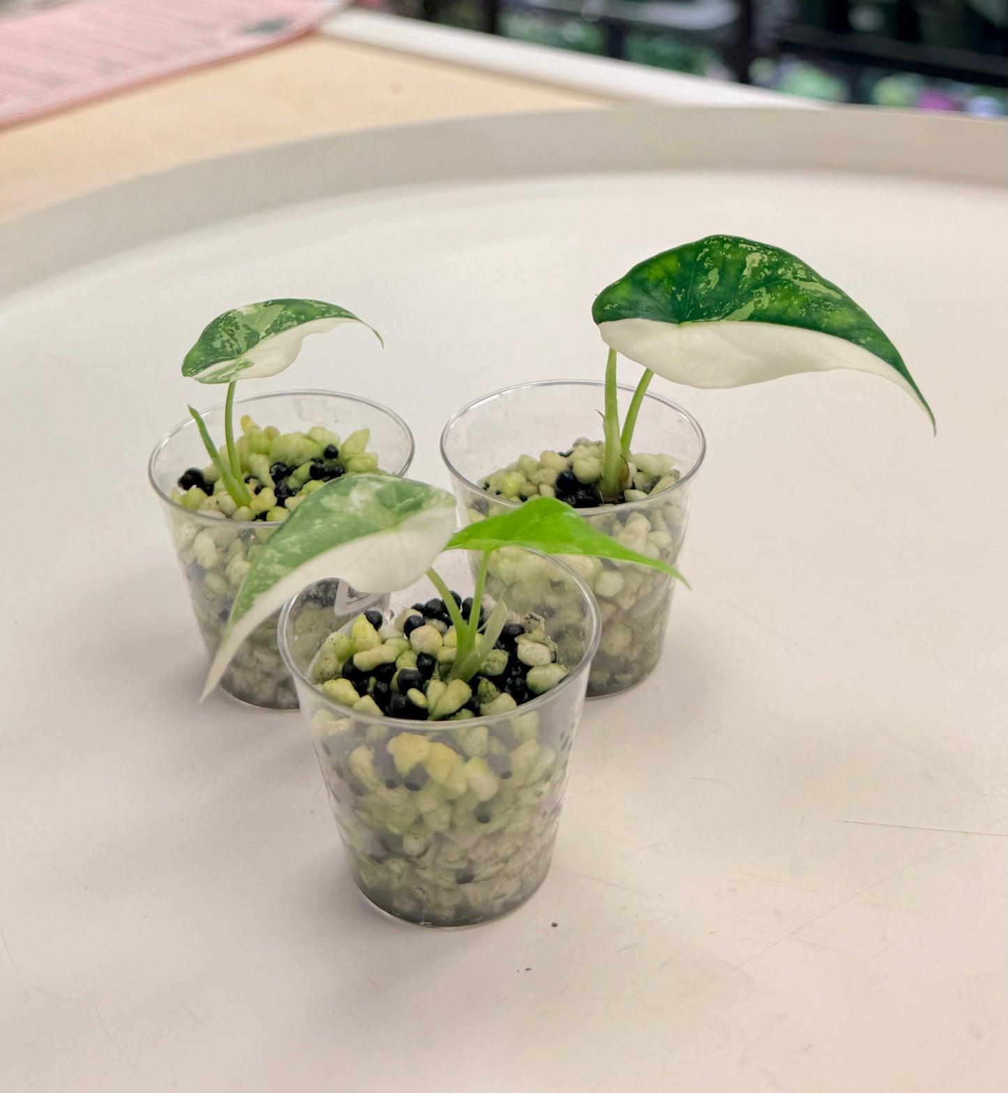 Starter Plant | Alocasia 'Simpo' Albo