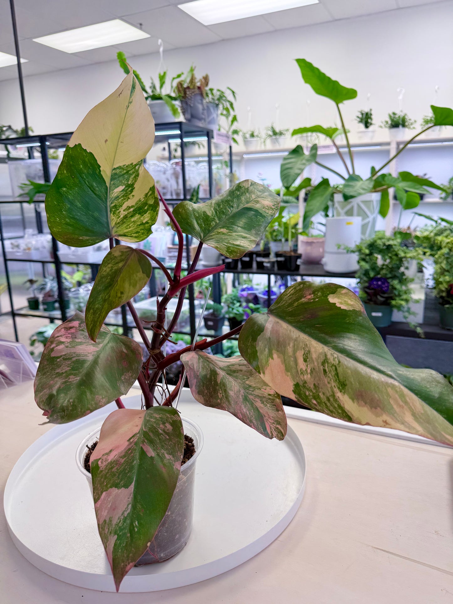 Philodendron ‘Strawberry Shake’ XL