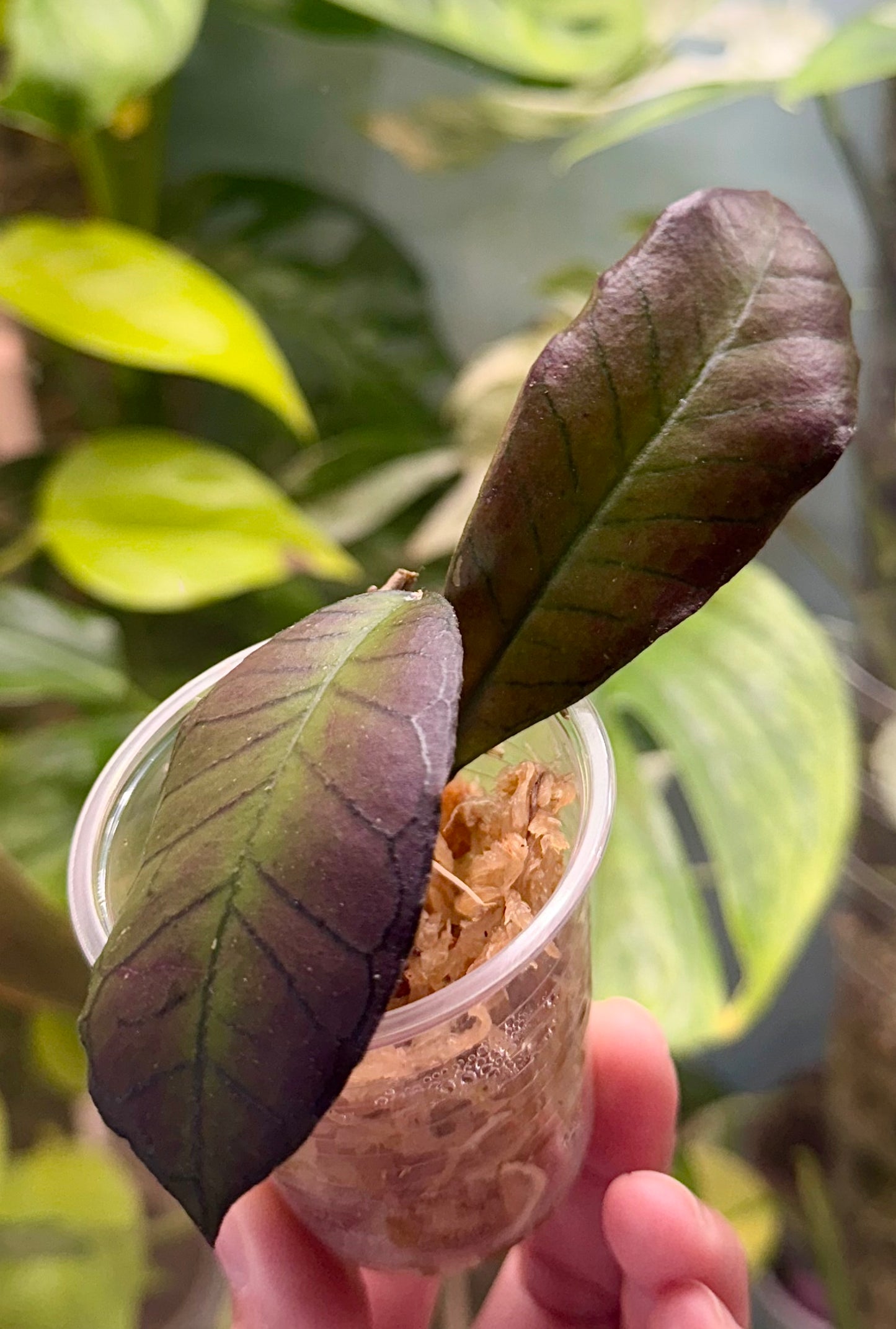 Hoya sp. Gunung Gading