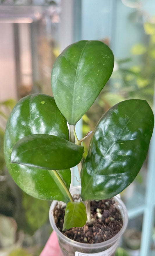 Hoya cv. Nathalie