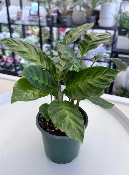 Calathea ‘Misto’ | Goeppertia louisae 4”