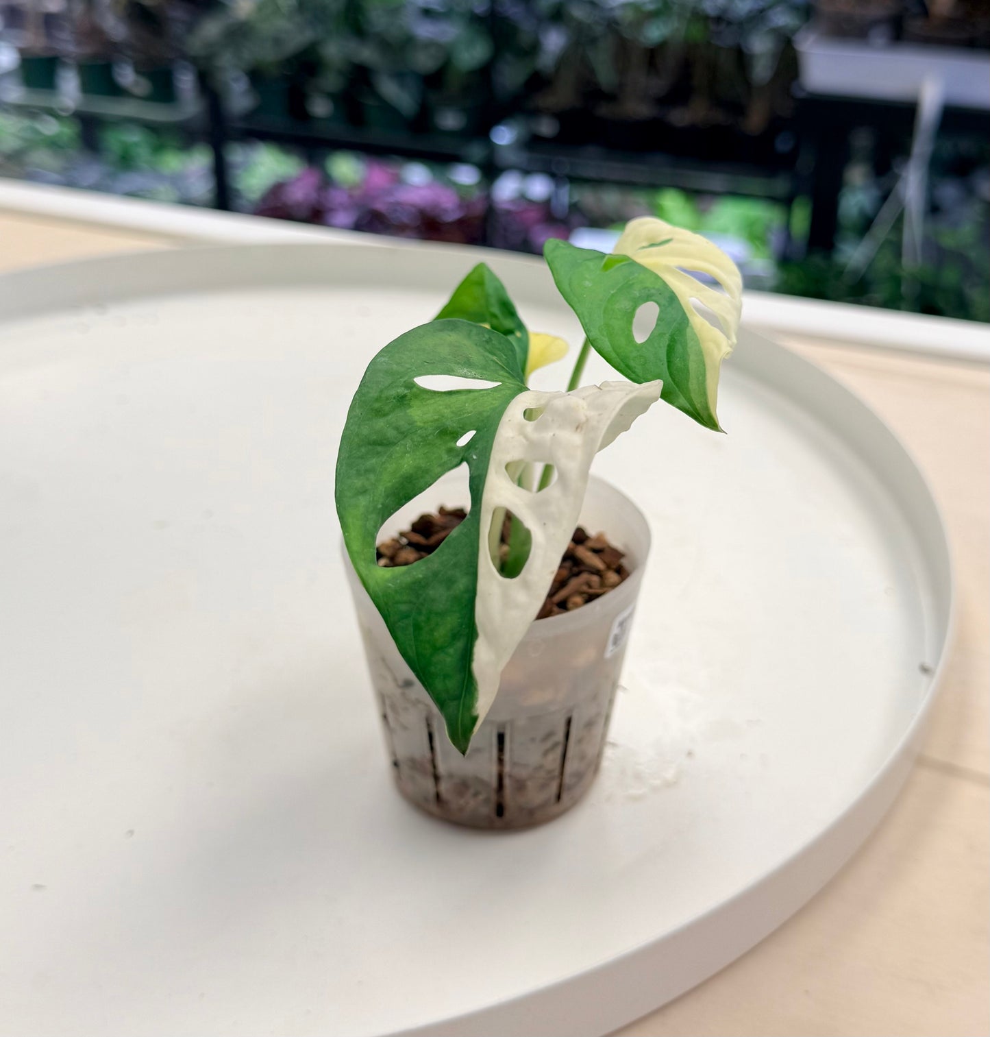 Monstera adansonii Albo
