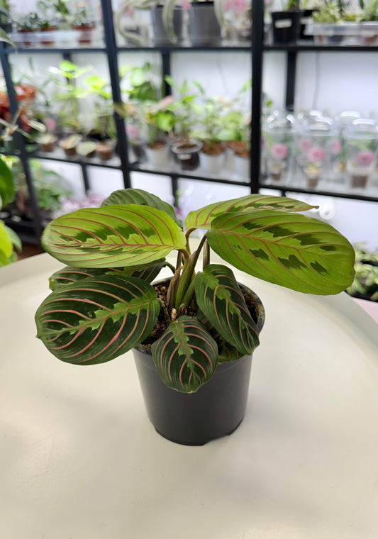 Maranta leuconeura | Red Prayer Plant 4”