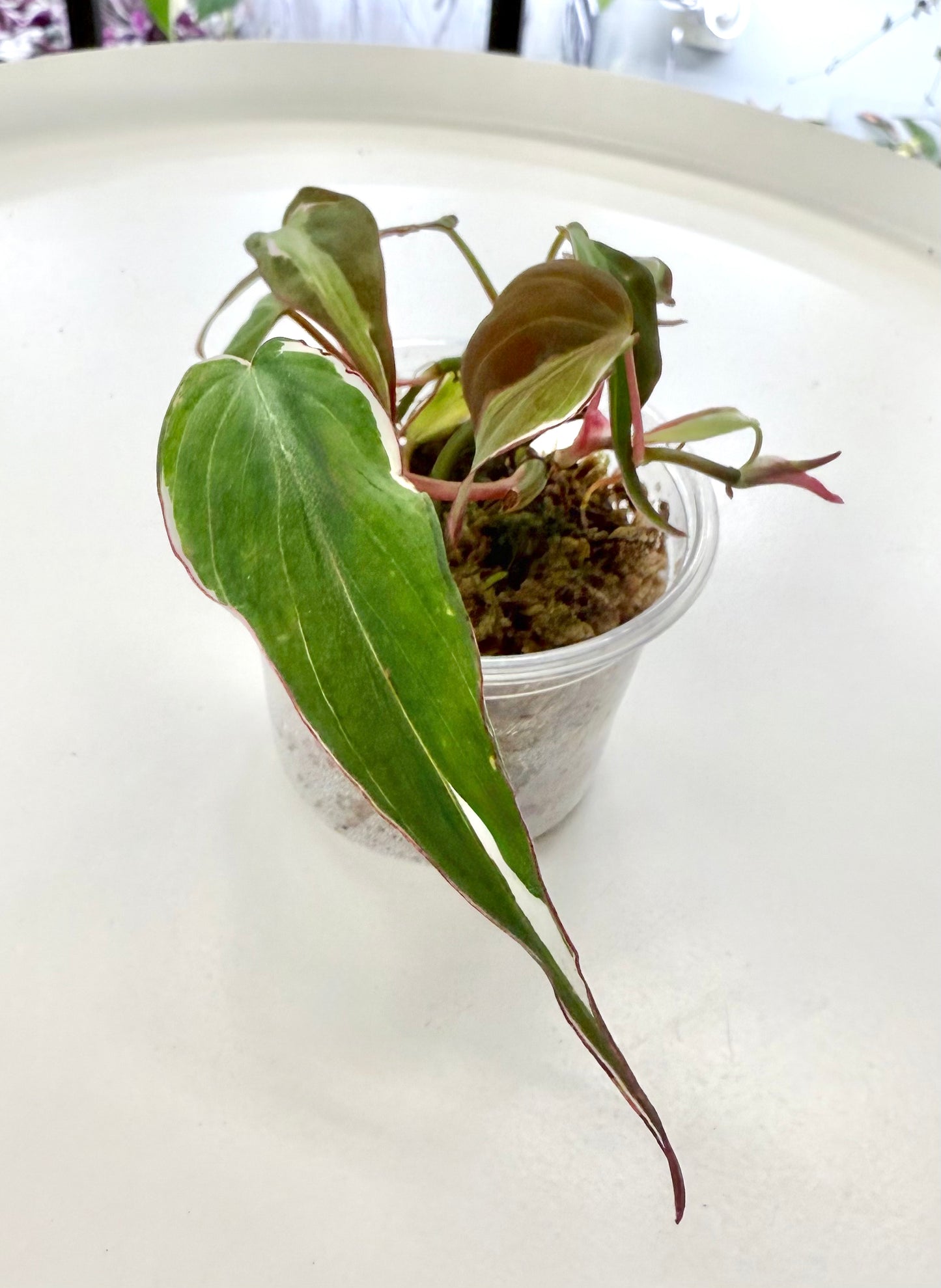 Philodendron Micans Variegated 'Velvet Halo'
