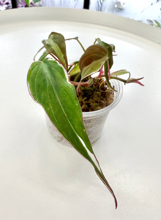 Philodendron Micans Variegated 'Velvet Halo'