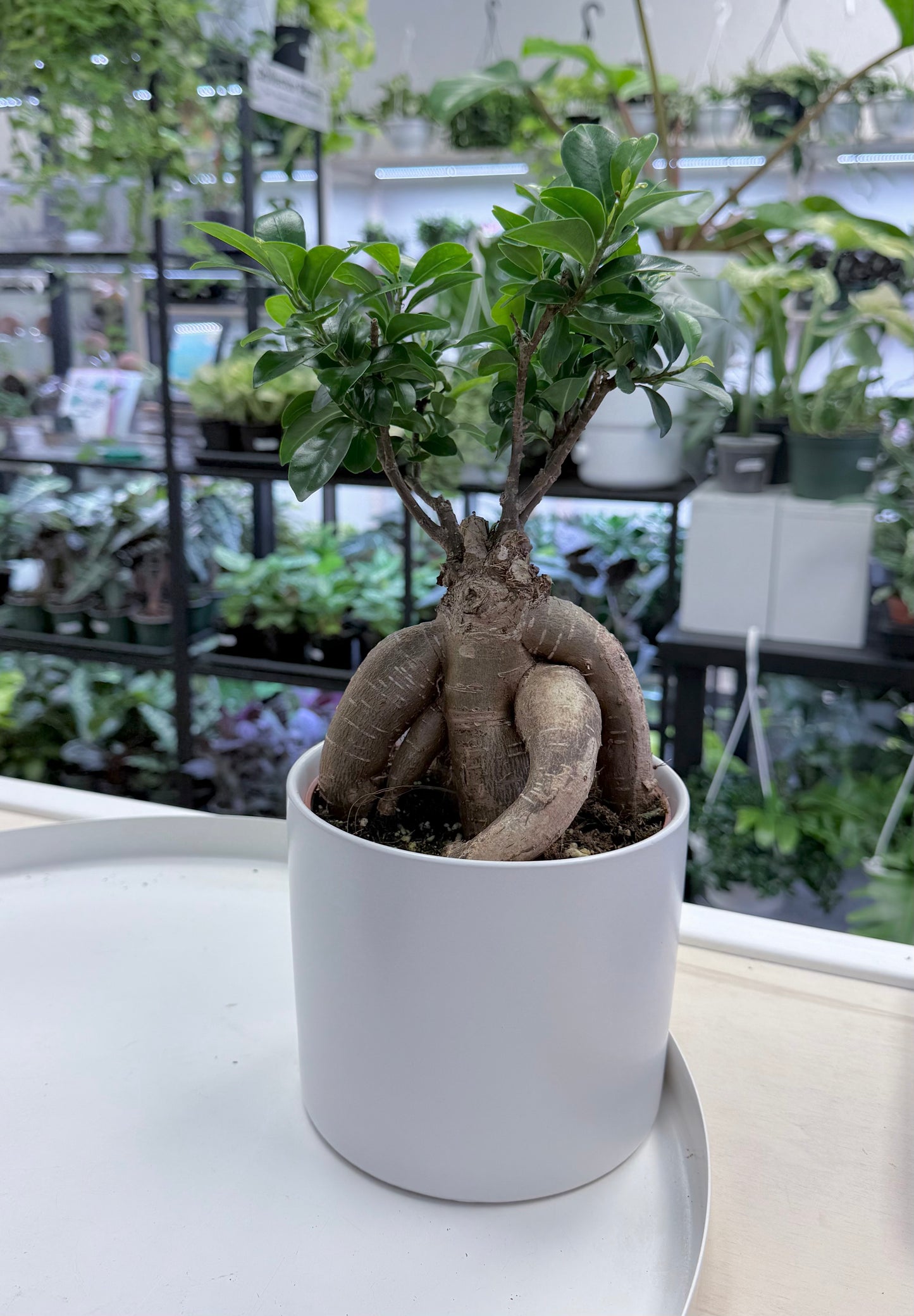 Bonsai | Ficus microcarpa 6” in Ceramic Pot