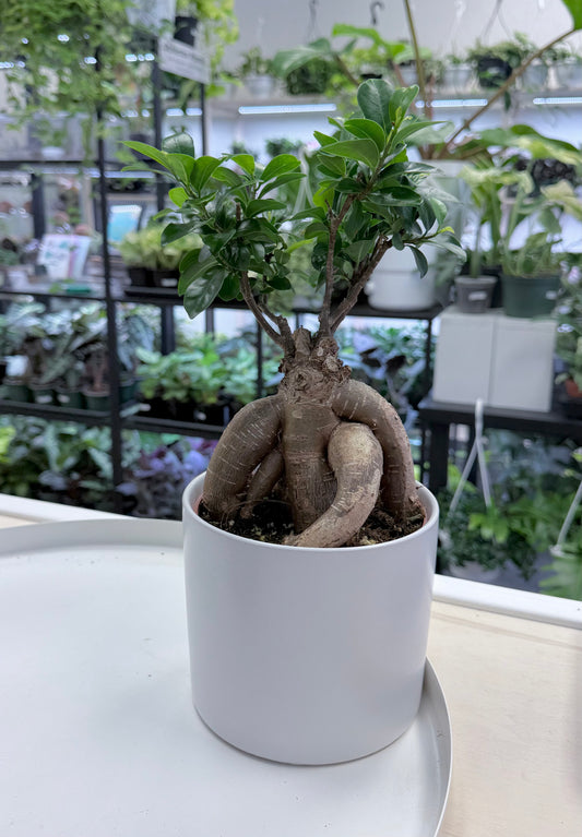 Bonsai | Ficus microcarpa 6” in Ceramic Pot