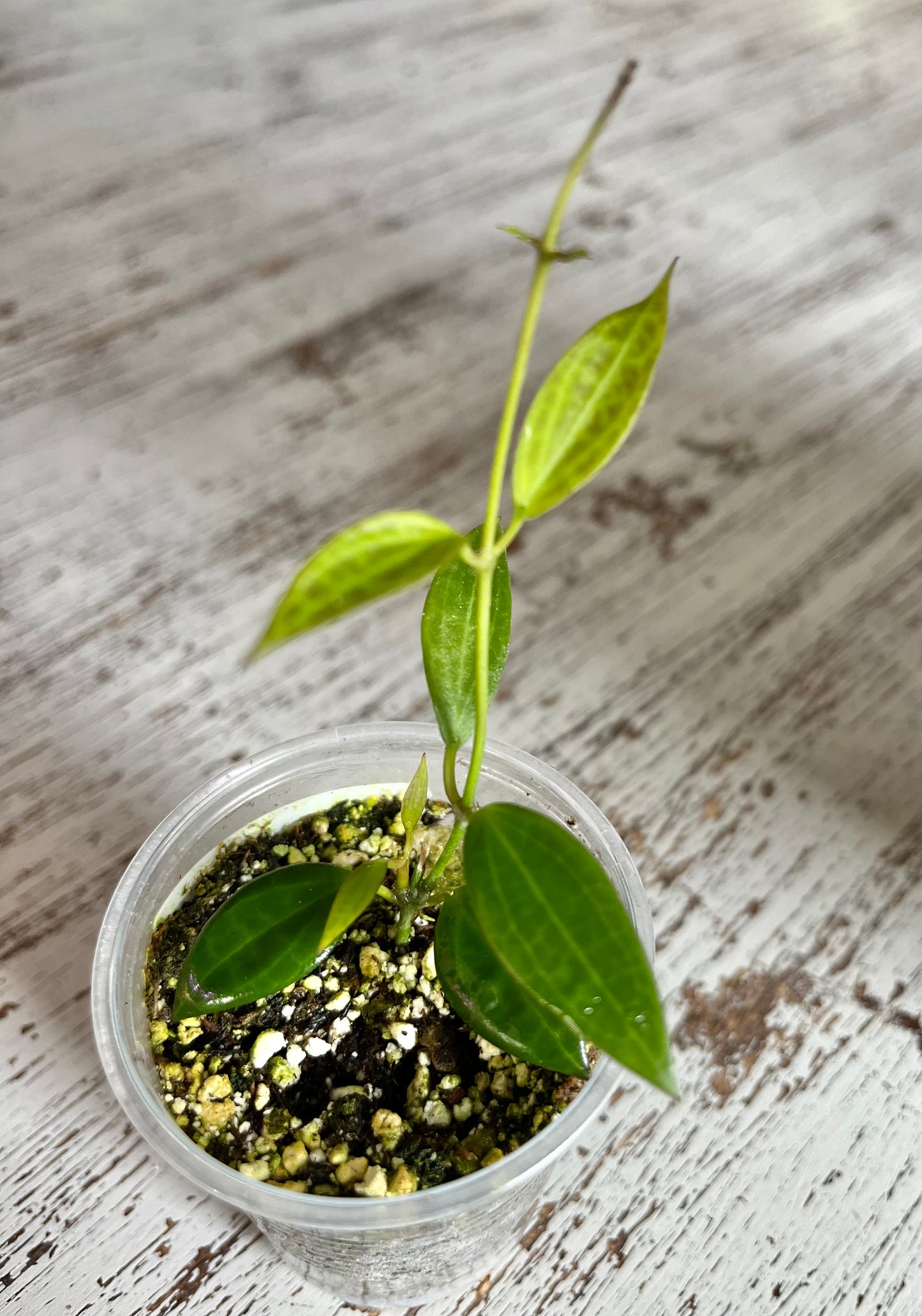 Hoya sp. NS12-323 (Microdwarf)