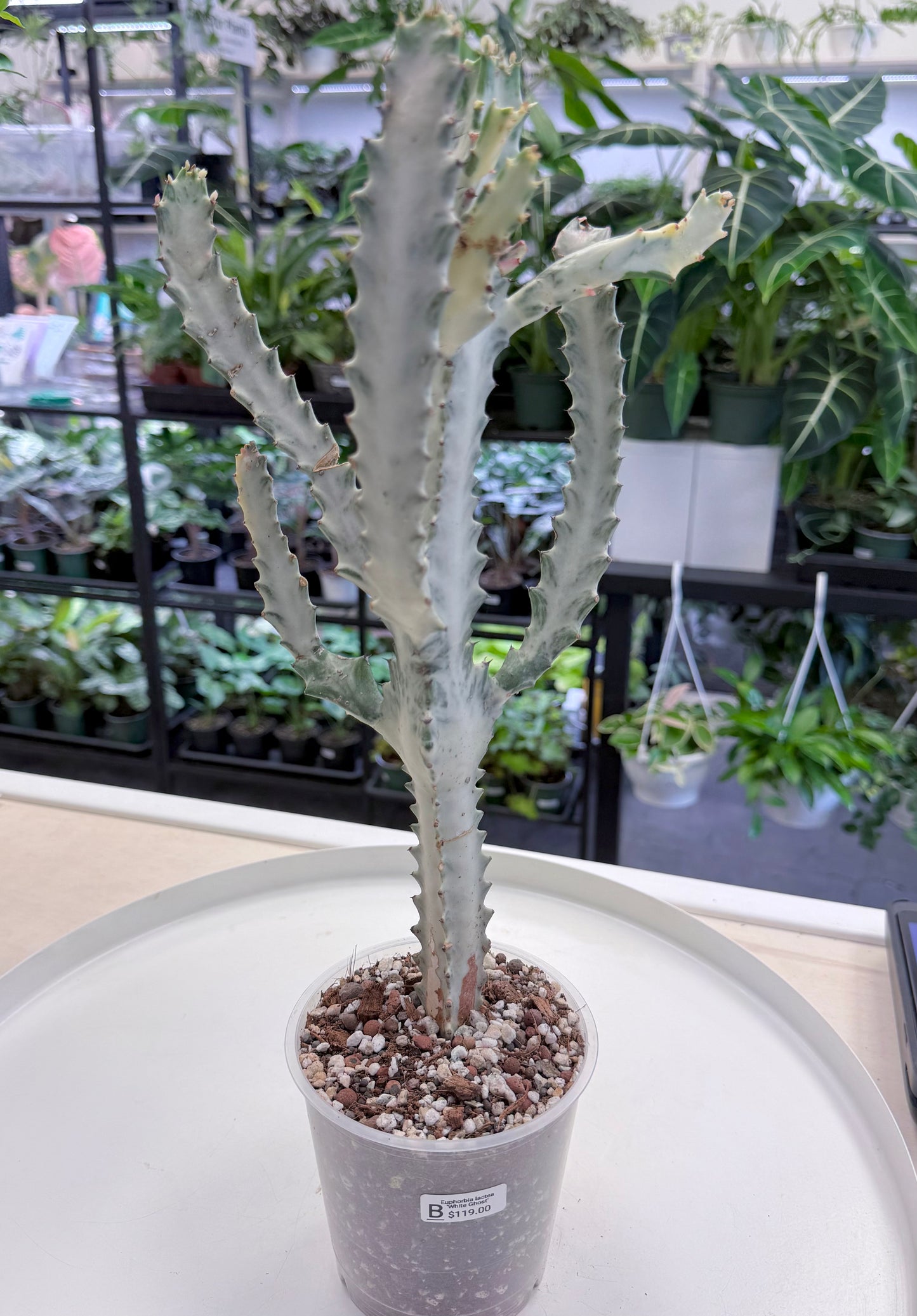Euphorbia lactea ‘White Ghost’ |Large 15-18”