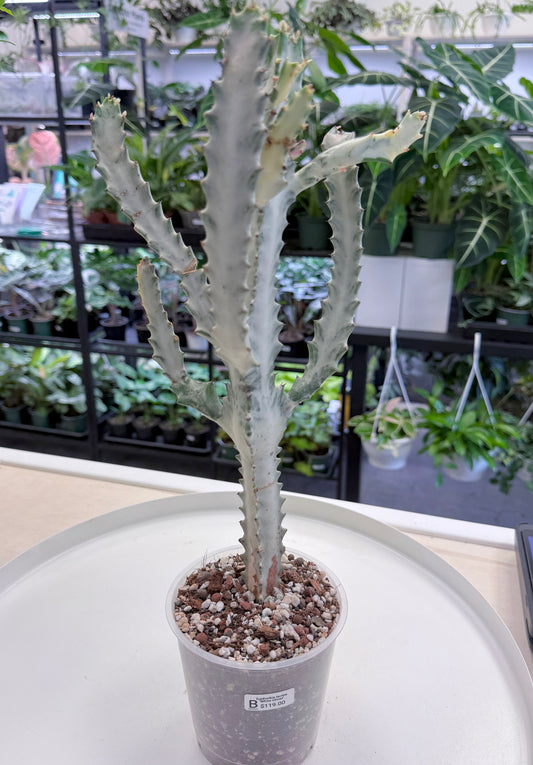 Euphorbia lactea ‘White Ghost’ |Large 15-18”