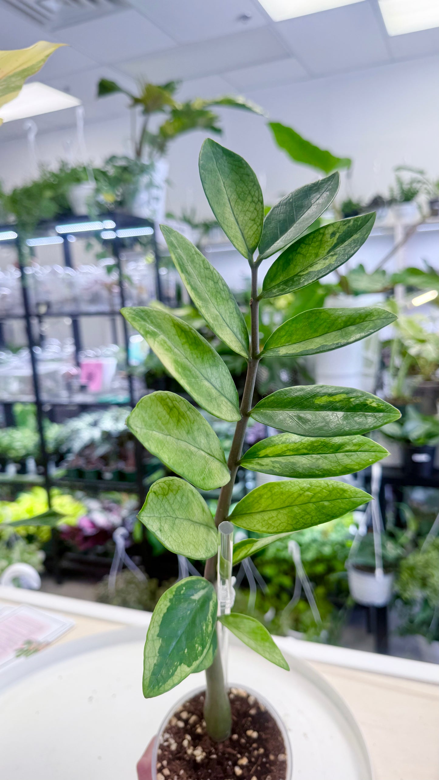 ZZ / Zamioculcas zamiifolia Variegated