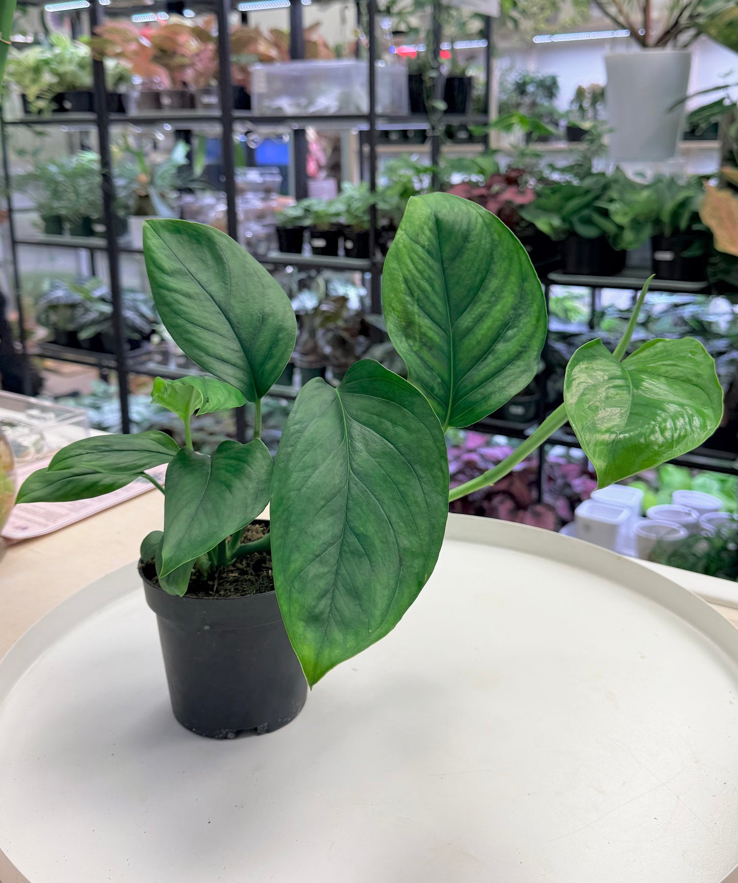 Monstera lechleriana 4”