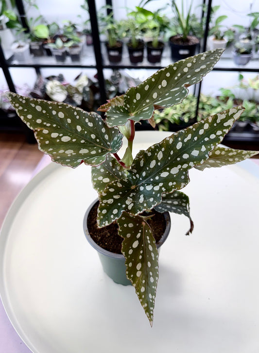Bagonia maculata 4”