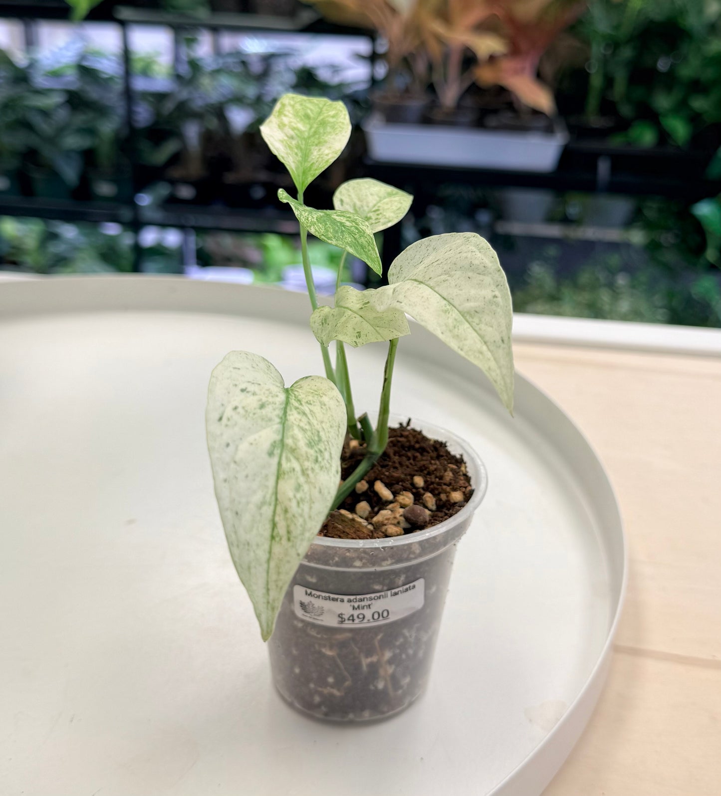 Monstera laniata Mint