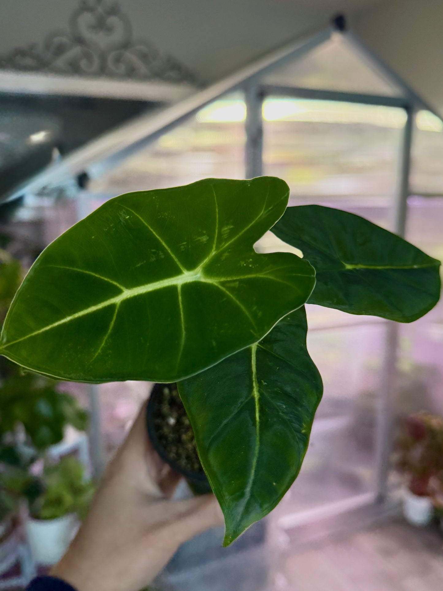 Alocasia ‘Frydek’ (Green Velvet Alocasia)