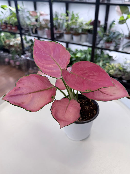 Aglaonema ‘Super Pink’