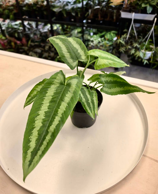 Schismatoglottis Wallichii 4"