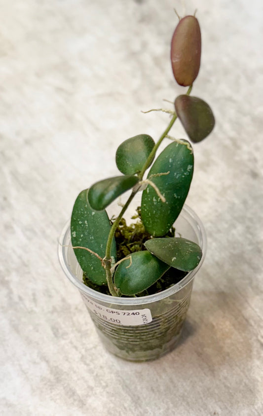 Hoya sp. GPS 7240